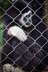 Close-up of chainlink fence in cage