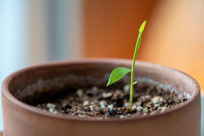 Close-up of potted plant