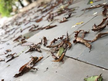 High angle view of dry leaves on wood