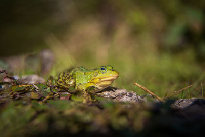 Close-up of frog on land