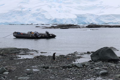 Penguin on shore at beach against glacier