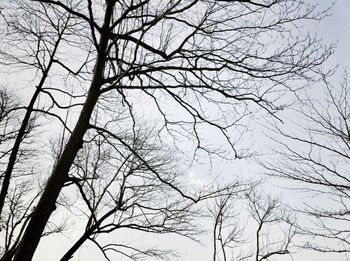 Low angle view of bare trees against sky