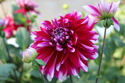 Close-up of pink dahlia flowers