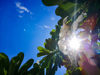 Low angle view of sunlight streaming through tree