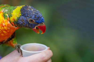 Close-up of hand holding bird