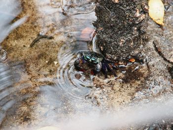 High angle view of turtle in water