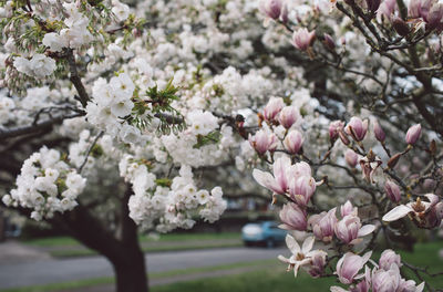 Close-up of pink cherry blossoms in spring