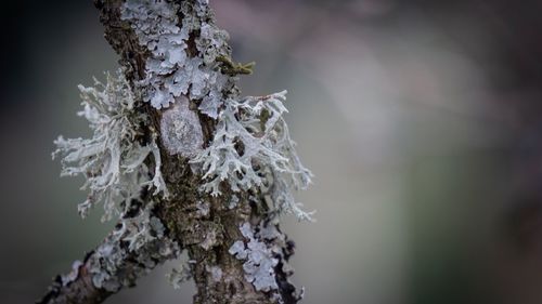 Close-up of frozen tree trunk during winter