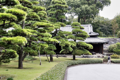 Trees in park