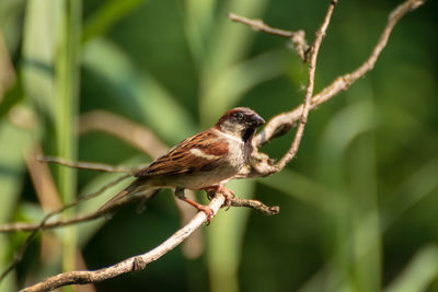 Close-up of bird perching on branch