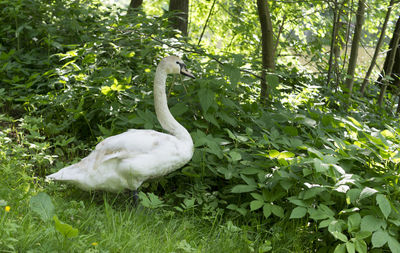 White duck in a forest