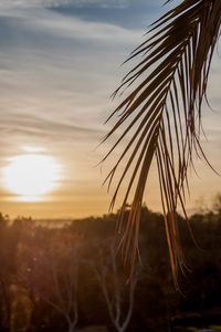 Close-up of silhouette stalks against sunset