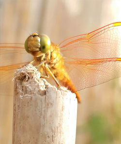 Close-up of insect perching on wall