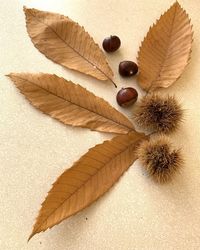 High angle view of leaf on table