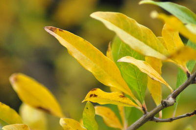 yellow