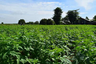 Scenic view of agricultural field against sky