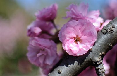 Close-up of pink cherry blossoms