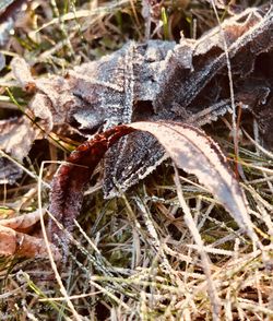 High angle view of crab on dry land