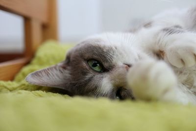Close-up of cat lying down at home