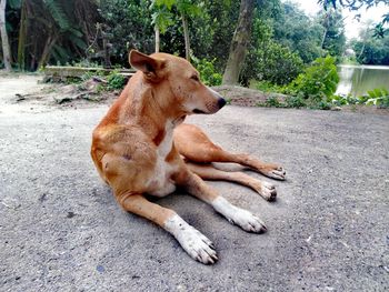 The dog in the streets of bangladesh abandoned alone, bangladeshi dog. view of a dog resting. 