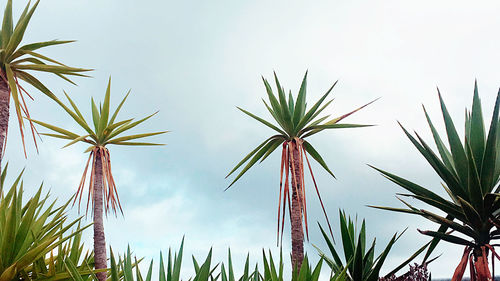 Low angle view of palm trees against sky