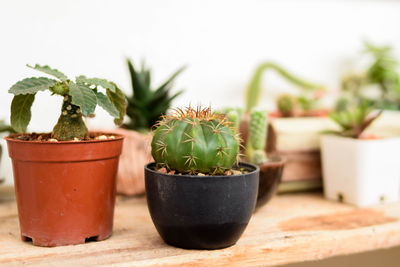 Close-up of potted plant on table