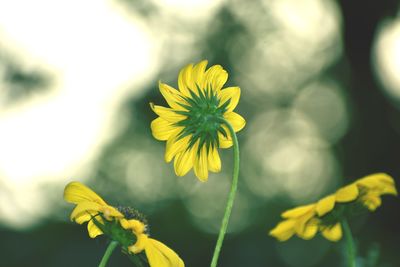 Close-up of yellow flowering plant