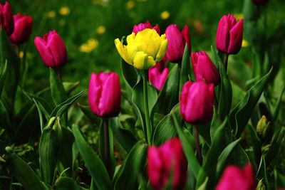 Close-up of pink tulips blooming on field