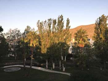 Trees on landscape against clear sky