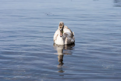 Swan swimming in lake