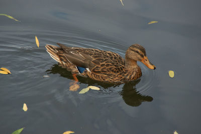 High angle view of mallard duck swimming in lake