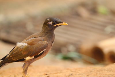 Close-up of bird perching
