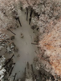 High angle view of trees on field during winter