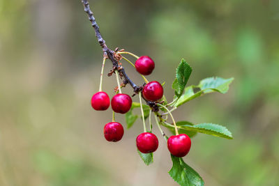 Close-up of red berries growing on tree