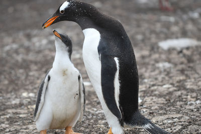 Close-up of penguins