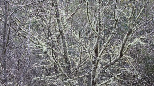 Bare trees in forest