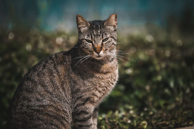 Portrait of tabby cat