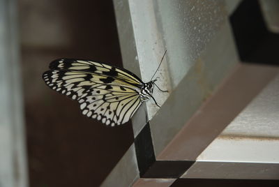 Close-up of butterfly perching outdoors