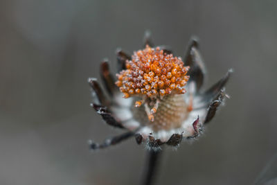 Close-up of flowering plant