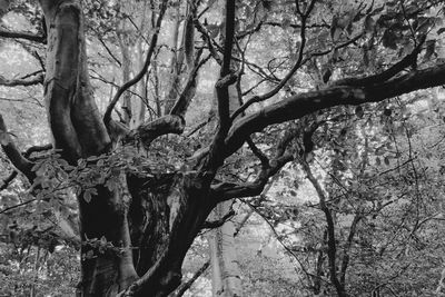 Low angle view of bare trees in forest