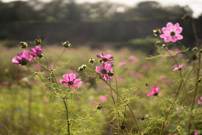 Close-up of pink flowers blooming on field