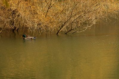 Reflection of bare trees in lake