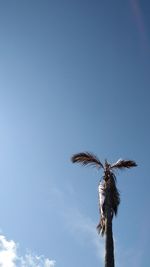 Low angle view of palm tree against blue sky