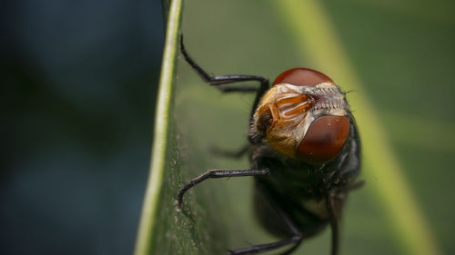 Close-up of insect