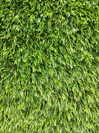 Full frame shot of fresh green leaves