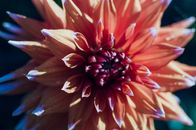 Close-up of pink flower