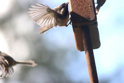 Low angle view of bird flying