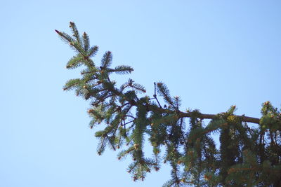 Low angle view of tree against clear blue sky