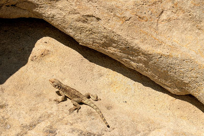 Shadow of a desert lizard 