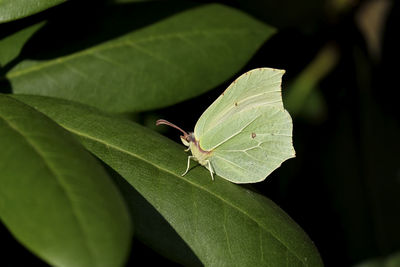 Close-up of butterfly on leaf